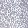 Blau_403
